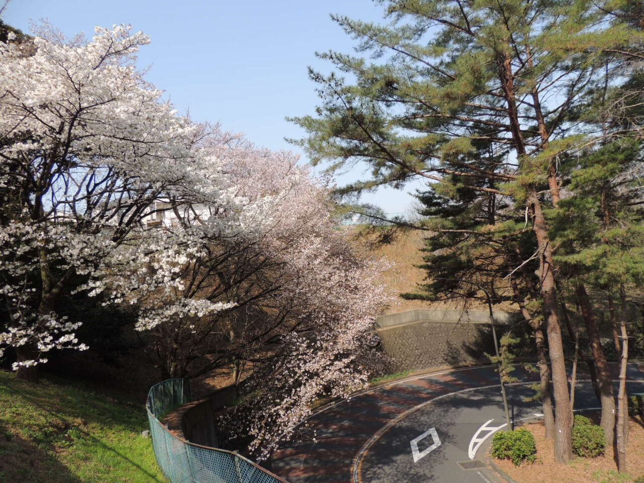 2020年3月22日 聖蹟桜ヶ丘周回 熊猫山行