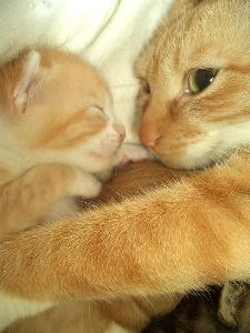 katze3
