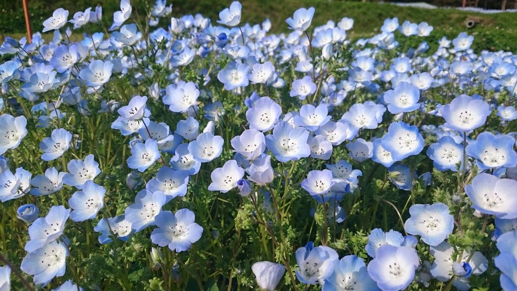 満開のネモフィラ 爽やかなブルーの花畑 慈眼寺公園 鹿児島おでかけブログ