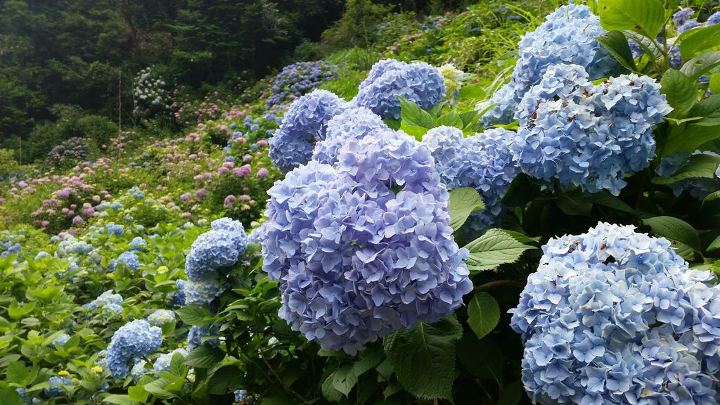 今が見頃 10万株の紫陽花の里へ 東雲の里 鹿児島おでかけブログ