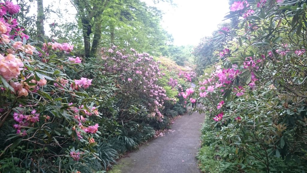 満開 しゃくなげを満喫するの巻 しゃくなげの森 鹿児島おでかけブログ