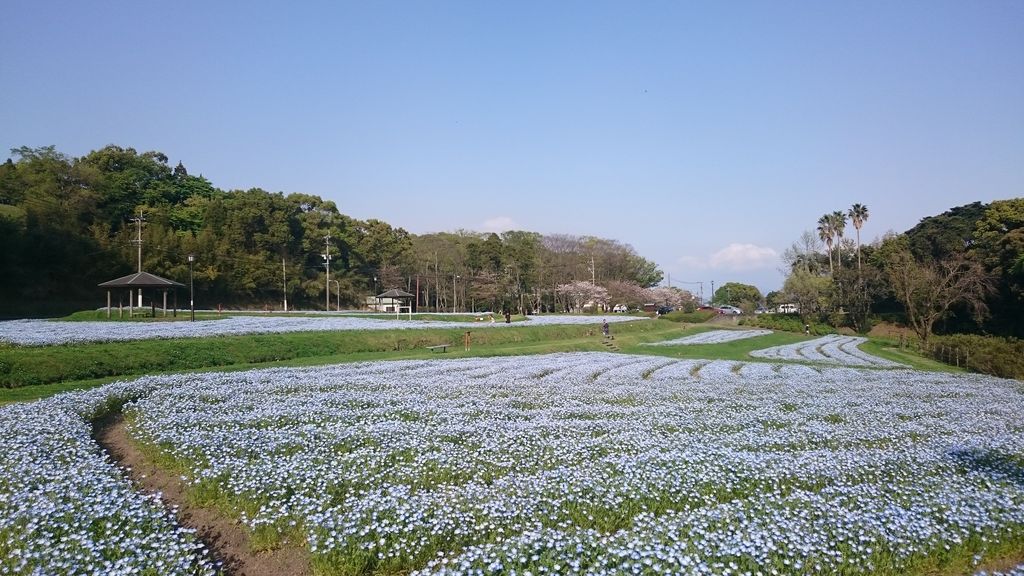 満開のネモフィラ 爽やかなブルーの花畑 慈眼寺公園 鹿児島おでかけブログ 満開のネモフィラ 爽やかなブルーの花畑 慈眼寺公園 鹿児島おでかけブログ