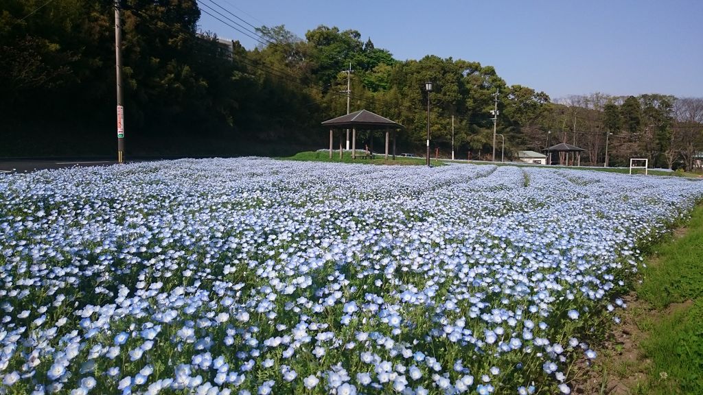 満開のネモフィラ 爽やかなブルーの花畑 慈眼寺公園 鹿児島おでかけブログ 満開のネモフィラ 爽やかなブルーの花畑 慈眼寺公園 鹿児島おでかけブログ