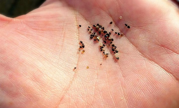 砂浜で天然石オリビンを探すの巻 川尻海岸 鹿児島おでかけブログ