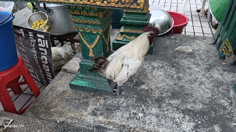プラカノン市場の近くにいる2羽のニワトリ君たち