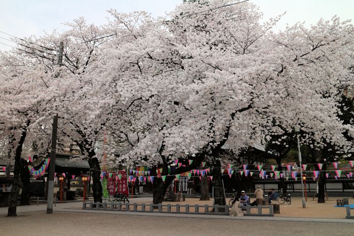 川越の街中の桜お花見スポット2014 連馨寺 Hot News 川越情報局 写真で見る Coedo Kawagoe