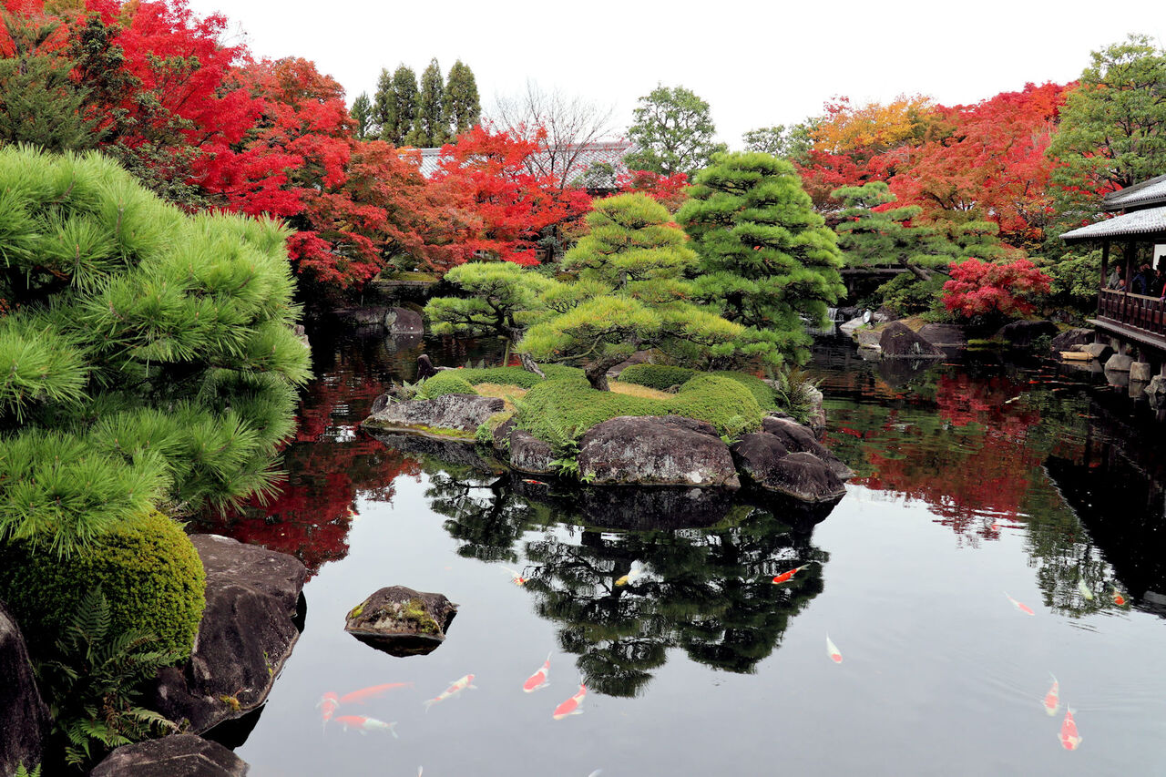紅葉が見頃で 美しかった 好古園 番外編 Hot News 川越情報局 写真で見る Coedo Kawagoe 紅葉が見頃で 美しかった 好古園 番外編 Hot News 川越情報局 写真で見る Coedo Kawagoe