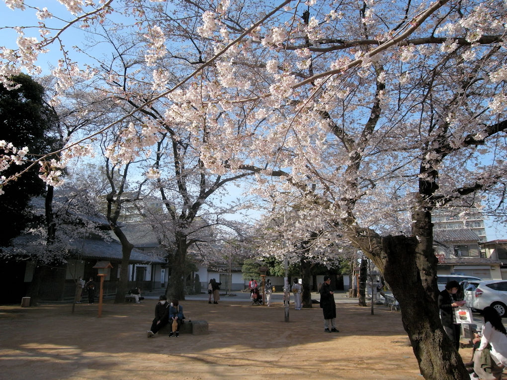 川越の 花見 と 蔵の街散策 はこのルートがお勧め 21年川越の 春 Hot News 川越情報局 写真で見る Coedo Kawagoe