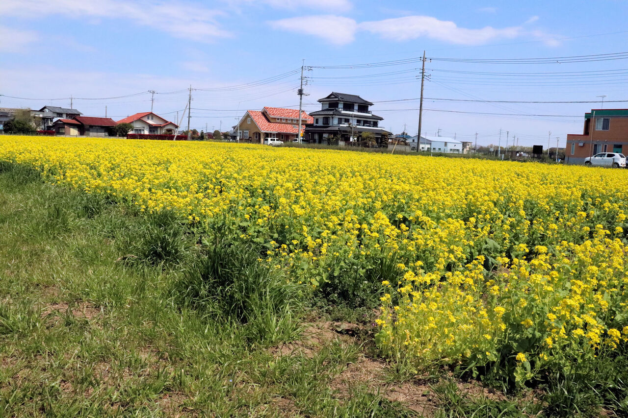 今は 菜の花畑 が見頃 伊佐沼のお花畑 Hot News 川越情報局 写真で見る Coedo Kawagoe 今は 菜の花畑 が見頃 伊佐沼のお花畑 Hot News 川越情報局 写真で見る Coedo Kawagoe