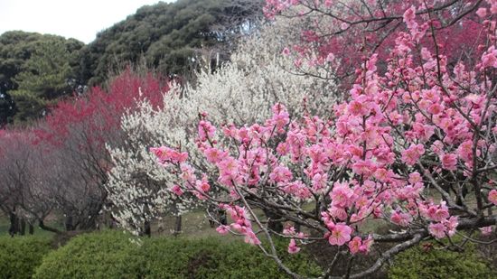 東京の梅の名所 小石川植物園 祇園からお江戸にノボル 山行 温泉 開放備忘録