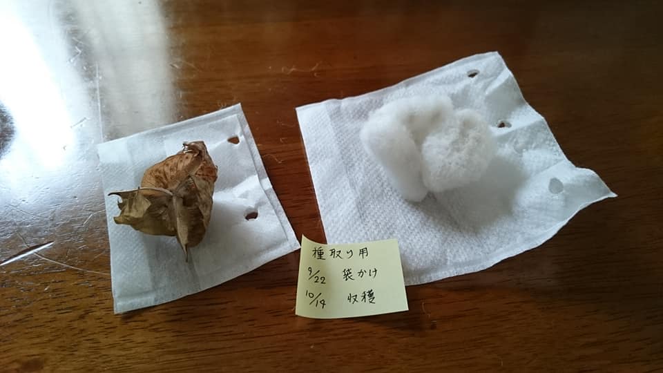 綿の成長日記 17年まとめ 綿から種を取りました かわちーな かわちーの 綿の成長日記 17年まとめ 綿から種を取りました かわちーな かわちーの