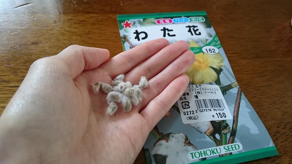 綿の成長日記 17年まとめ 綿から種を取りました かわちーな かわちーの