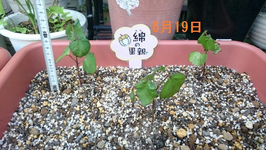 綿の成長日記 6月19日 プランターのお引越しと後輩組のこと かわちーな かわちーの