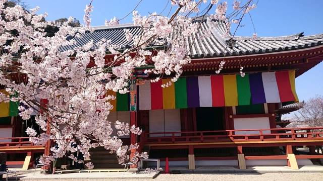 天野山金剛寺、桜越しの金堂