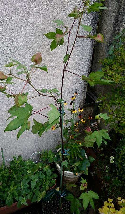 植木鉢ごと倒れたものの、持ちこたえた綿