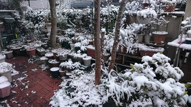 20180120雪の日の庭