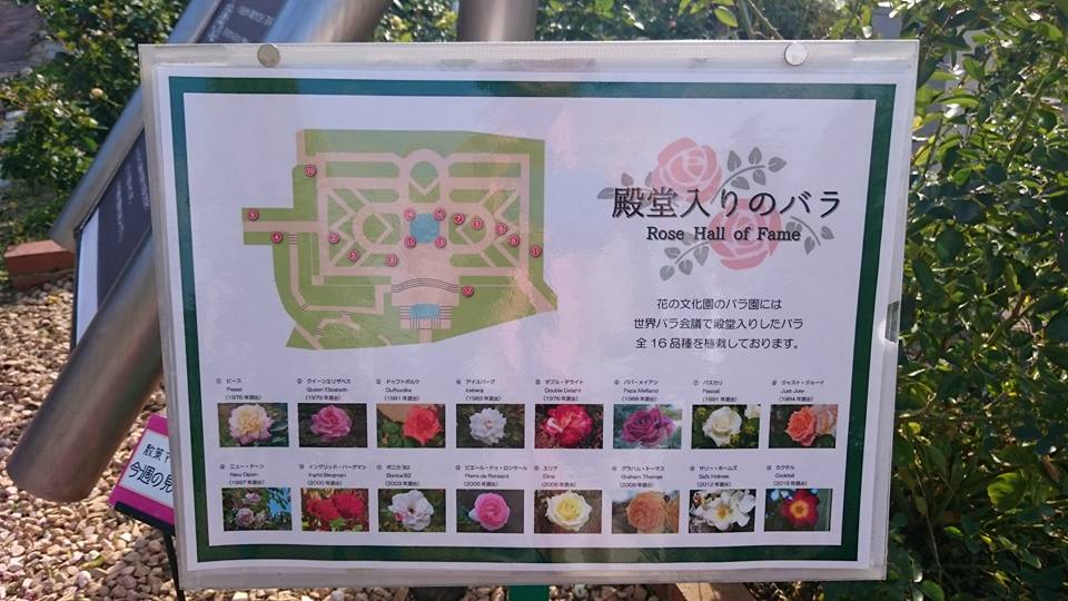 花の文化園に行ってきました バラ園のバラが見頃です 殿堂のバラ は圧巻 秋の行楽にぜひ 河内長野 かわちーな かわちーの