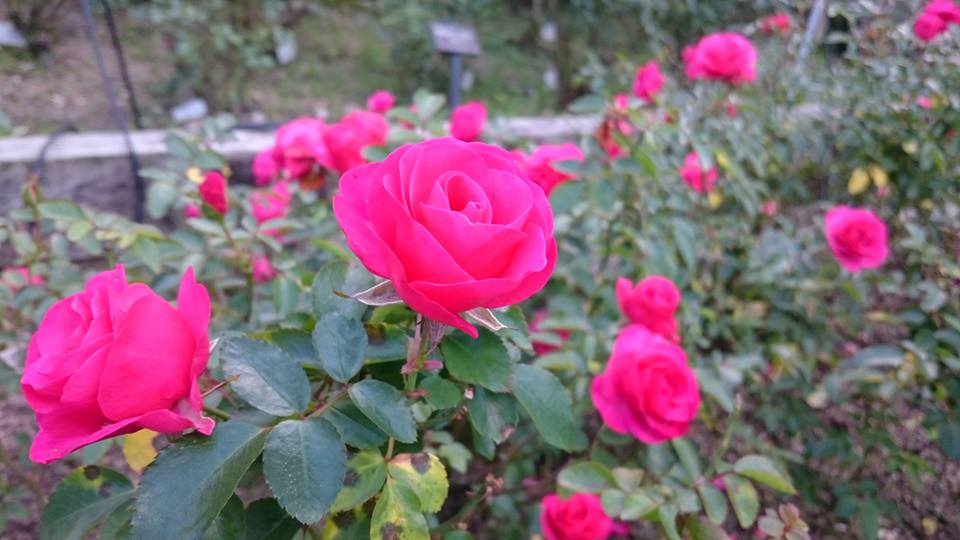 花の文化園に行ってきました バラ園のバラが見頃です 殿堂のバラ は圧巻 秋の行楽にぜひ 河内長野 かわちーな かわちーの