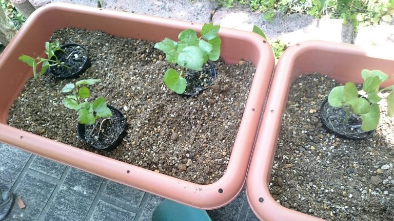 綿の成長日記 6月10日 綿の苗をプランターに植え替えました かわちーな かわちーの