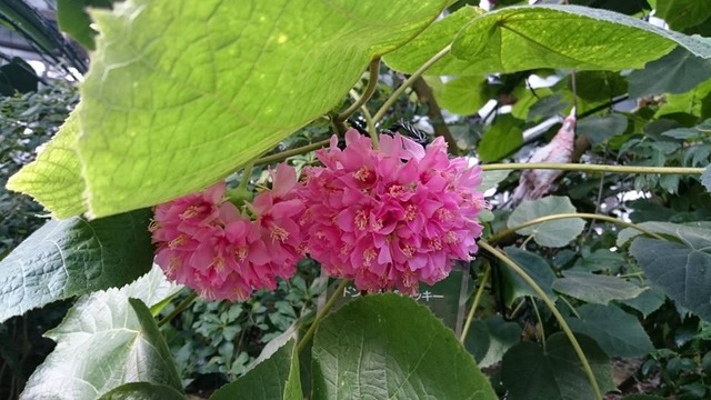 花の文化園、ピンク色のドンベア