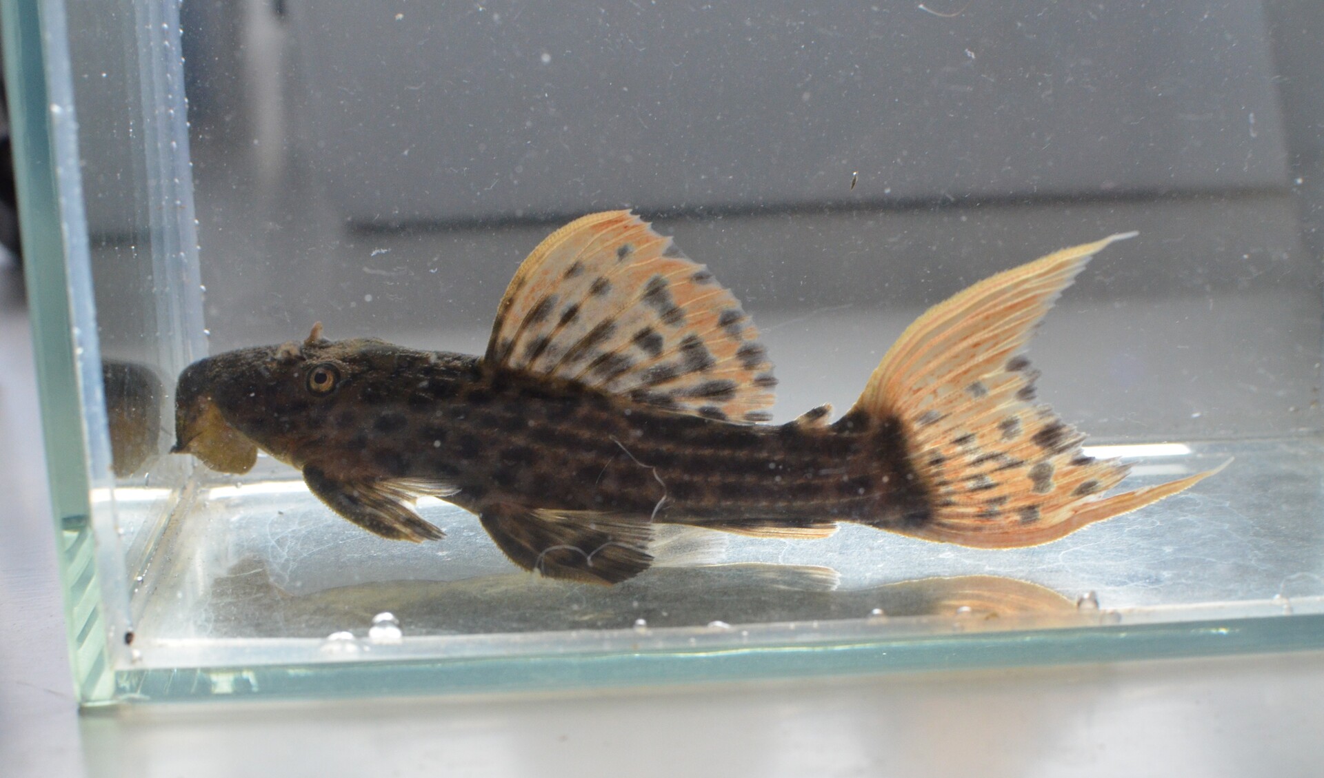 那珂川 清流の案山子 お魚飼育