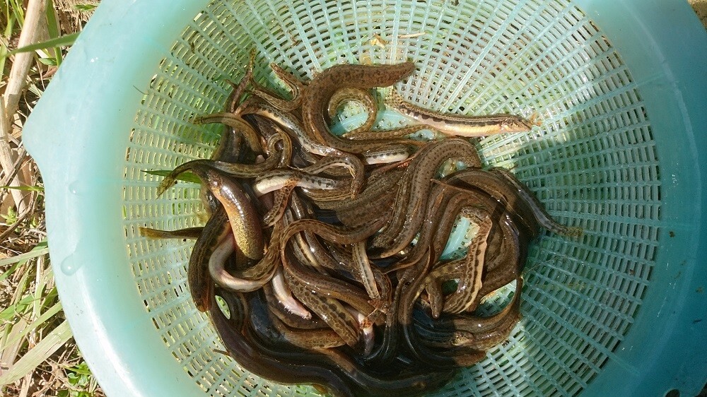 ここはドル箱に変わった感じがする 那珂川 清流の案山子