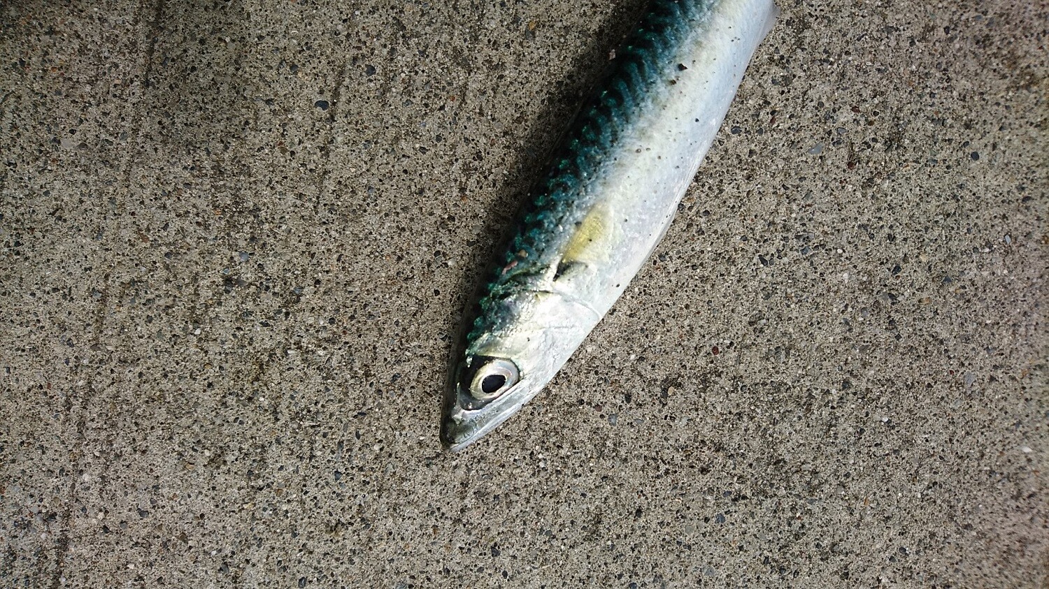 那珂川 清流の案山子