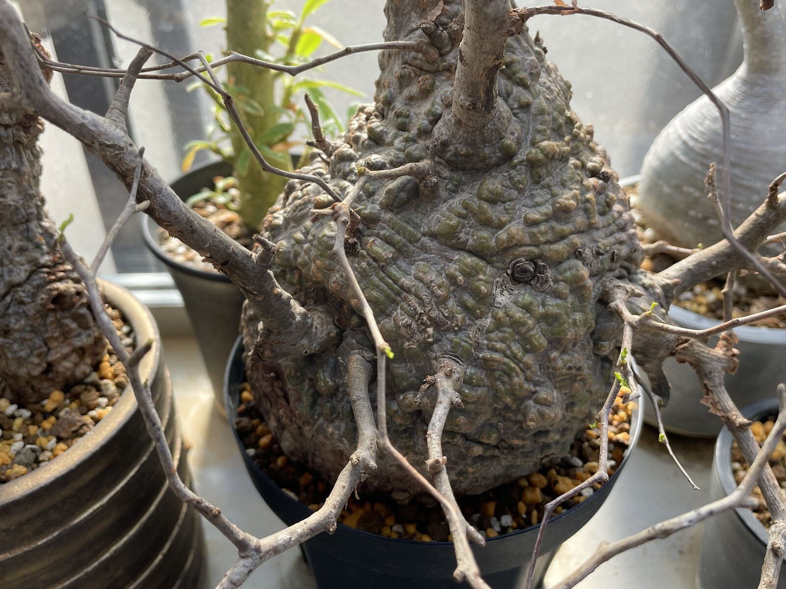 オペルクリカリア パキプス ベアルート カルスあり 早くも一週間で動き