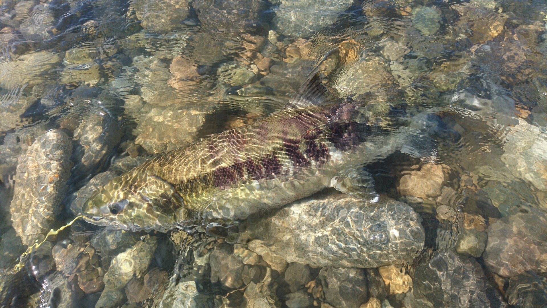 よみがえれ 那珂川よ 那珂川 清流の案山子