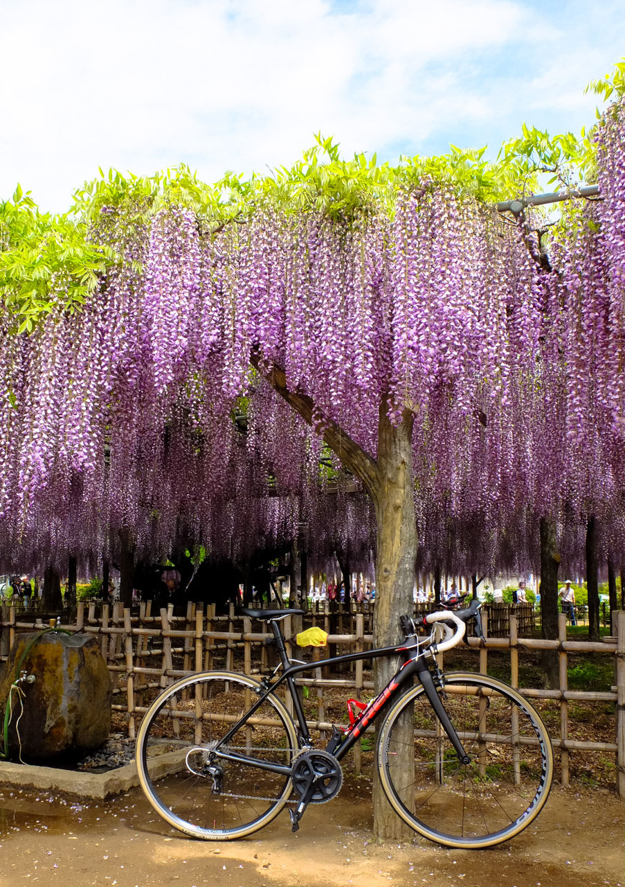 Vol 68 埼玉 加須市 玉敷神社の大藤 Trekで巨木巡り
