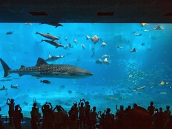 美ら海水族館