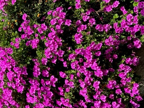 image6