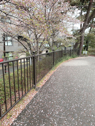 桜の道