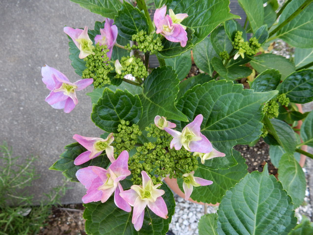 キラキラ星 アジサイの花開いた 参ったひろしの花観察