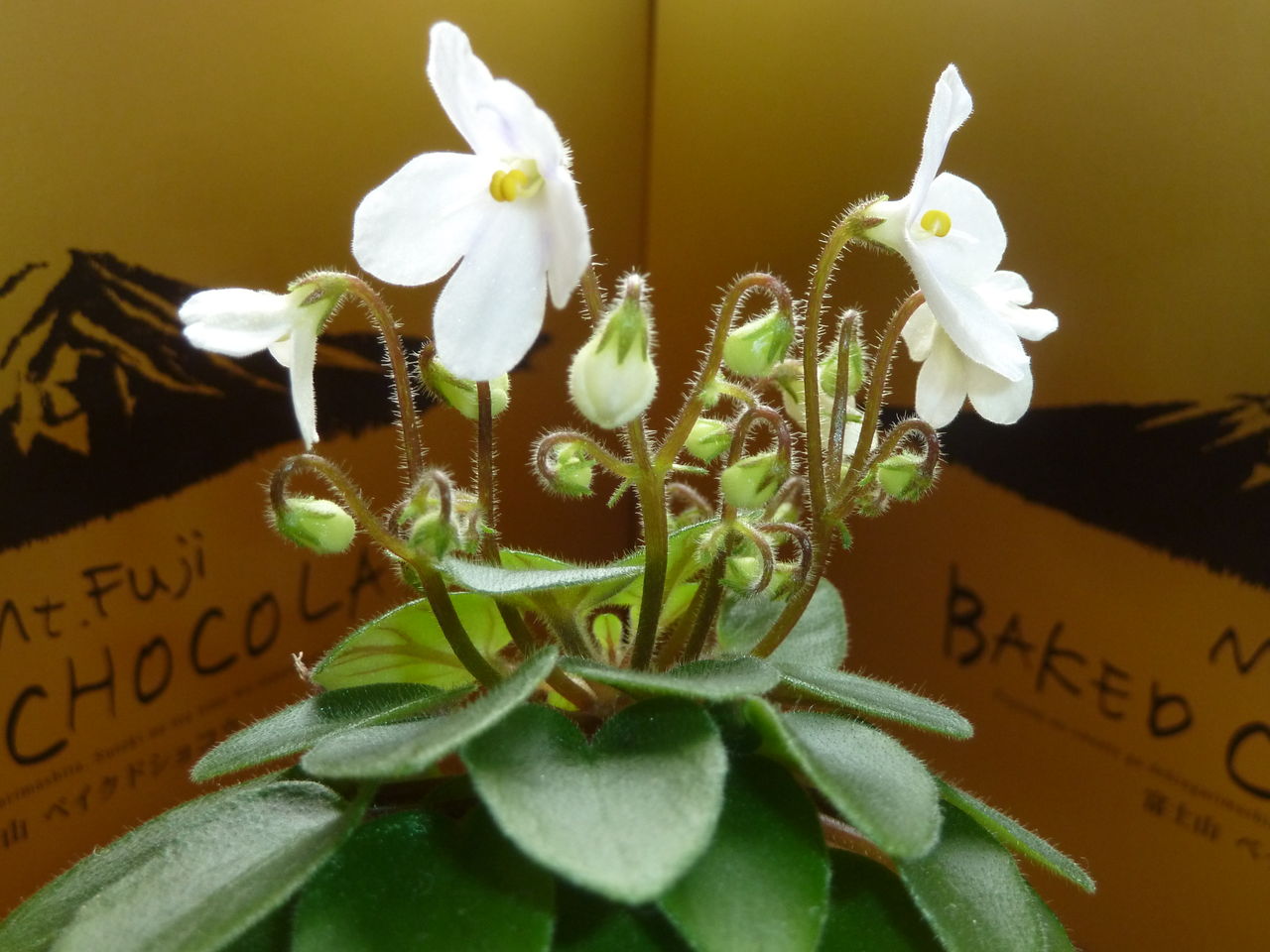 チャイルズプレイ セントポーリア の花芽がいっぱい 参ったひろしの花観察 チャイルズプレイ セントポーリア の花芽がいっぱい 参ったひろしの花観察