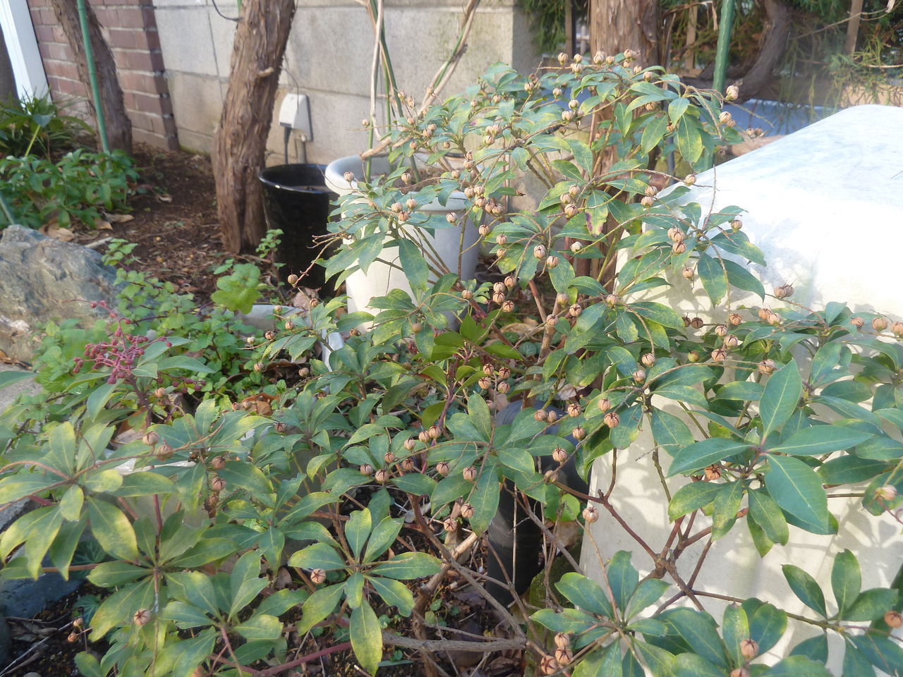 アセビ 馬酔木 参ったひろしの花観察