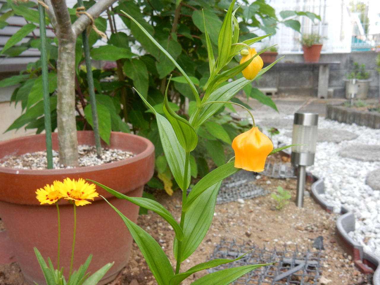 サンダーソニア 参ったひろしの花観察 サンダーソニア 参ったひろしの花観察