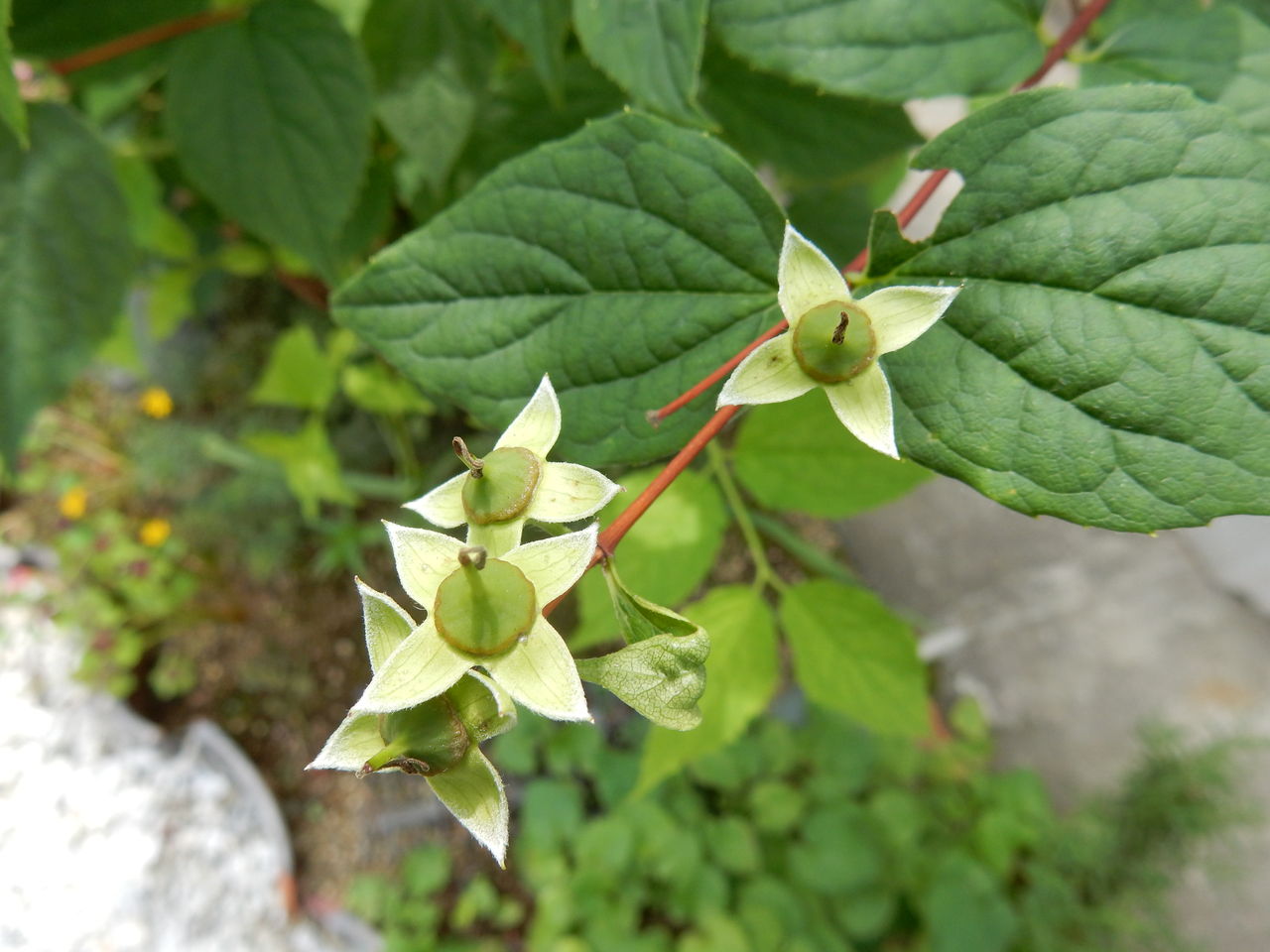 バイカウツギの実 : 参ったひろしの花観察
