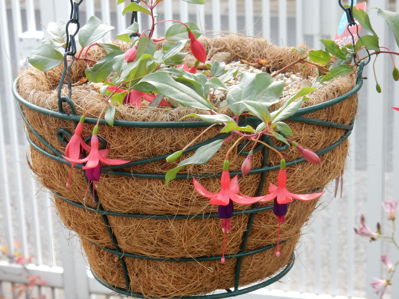 エンジェルスイヤリング 参ったひろしの花観察 エンジェルスイヤリング 参ったひろしの花観察