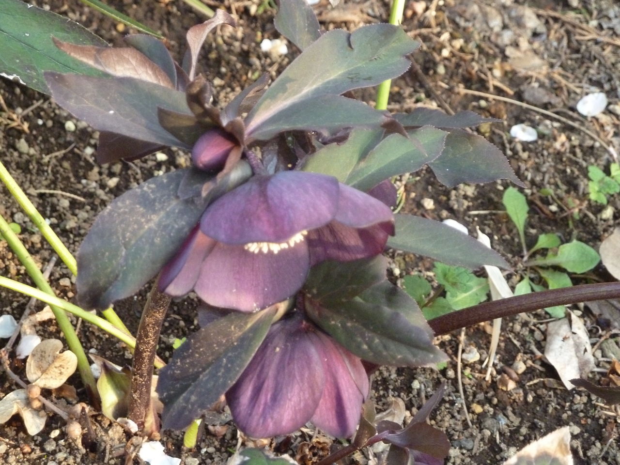 エンジ色のクリスマスローズ 参ったひろしの花観察 エンジ色のクリスマスローズ 参ったひろしの花観察