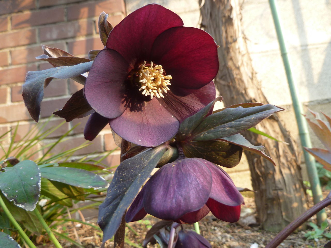 エンジ色のクリスマスローズ 参ったひろしの花観察