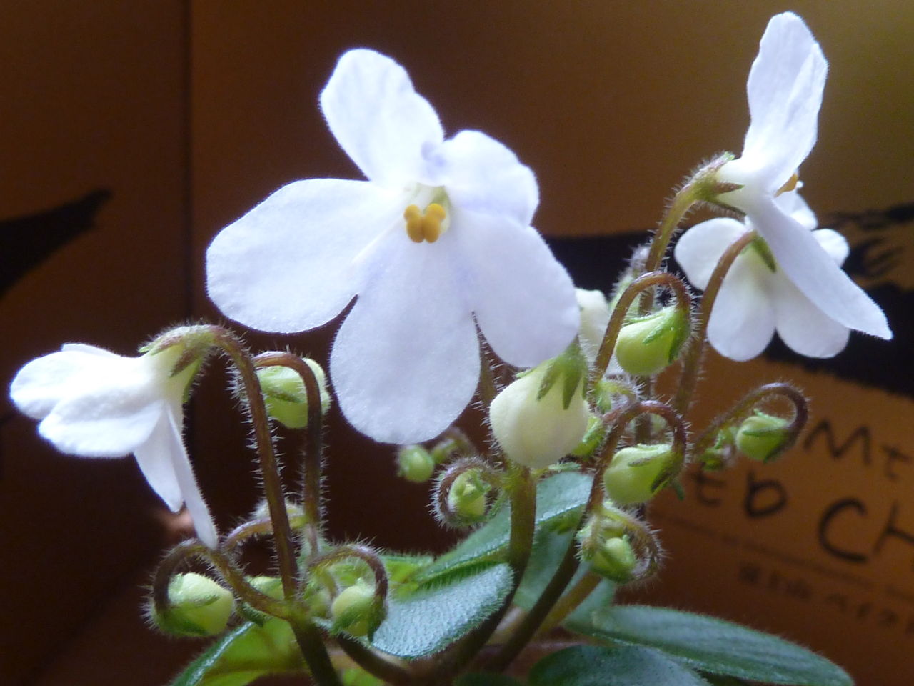チャイルズプレイ セントポーリア の花芽がいっぱい 参ったひろしの花観察 チャイルズプレイ セントポーリア の花芽がいっぱい 参ったひろしの花観察