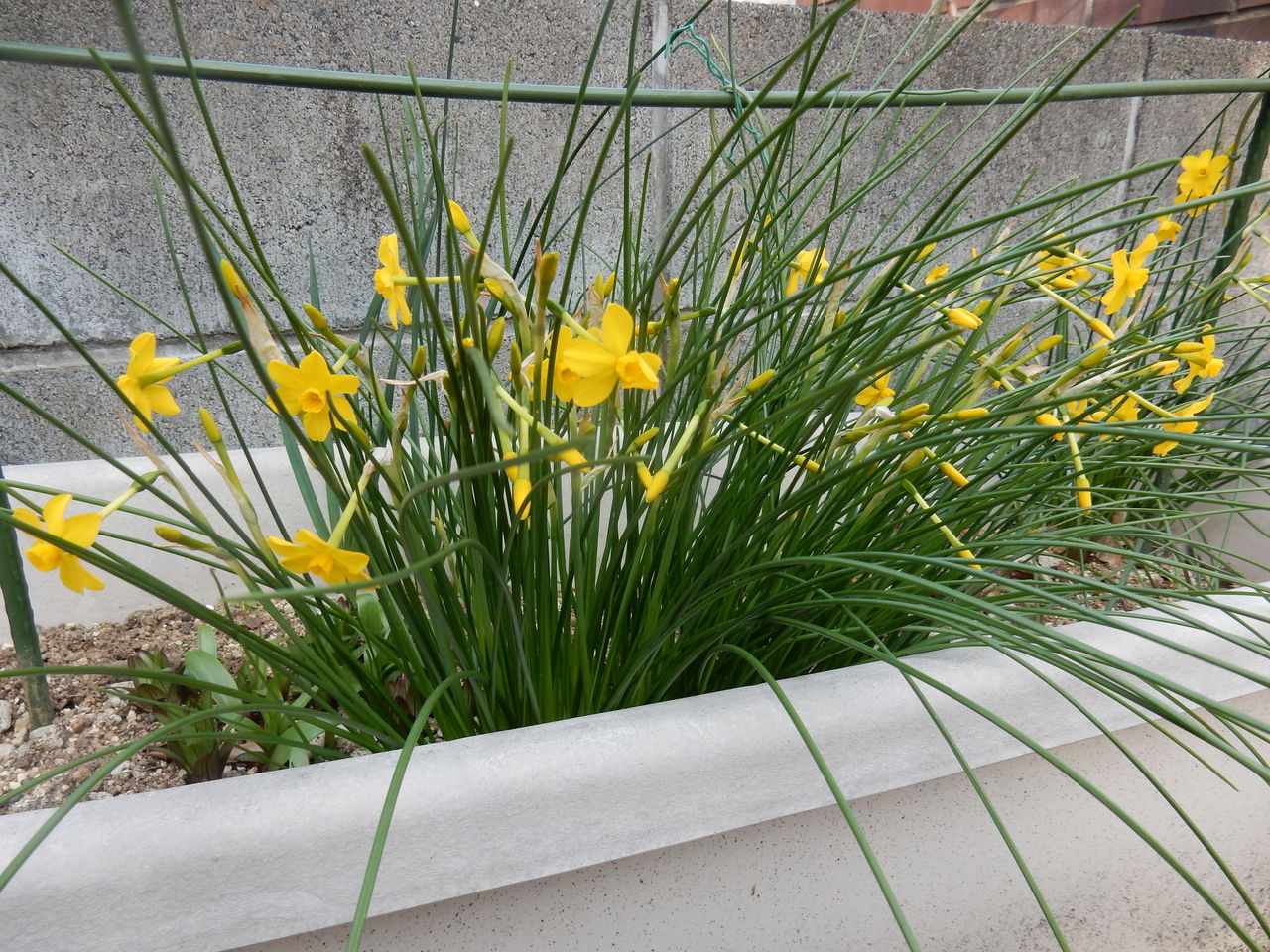 糸葉水仙 参ったひろしの花観察 糸葉水仙 参ったひろしの花観察