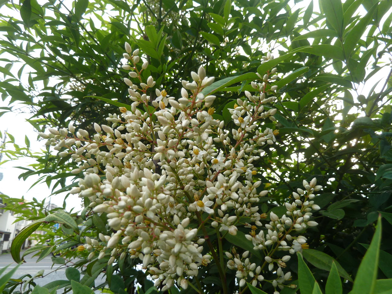 南天の白い花が咲いた 参ったひろしの花観察