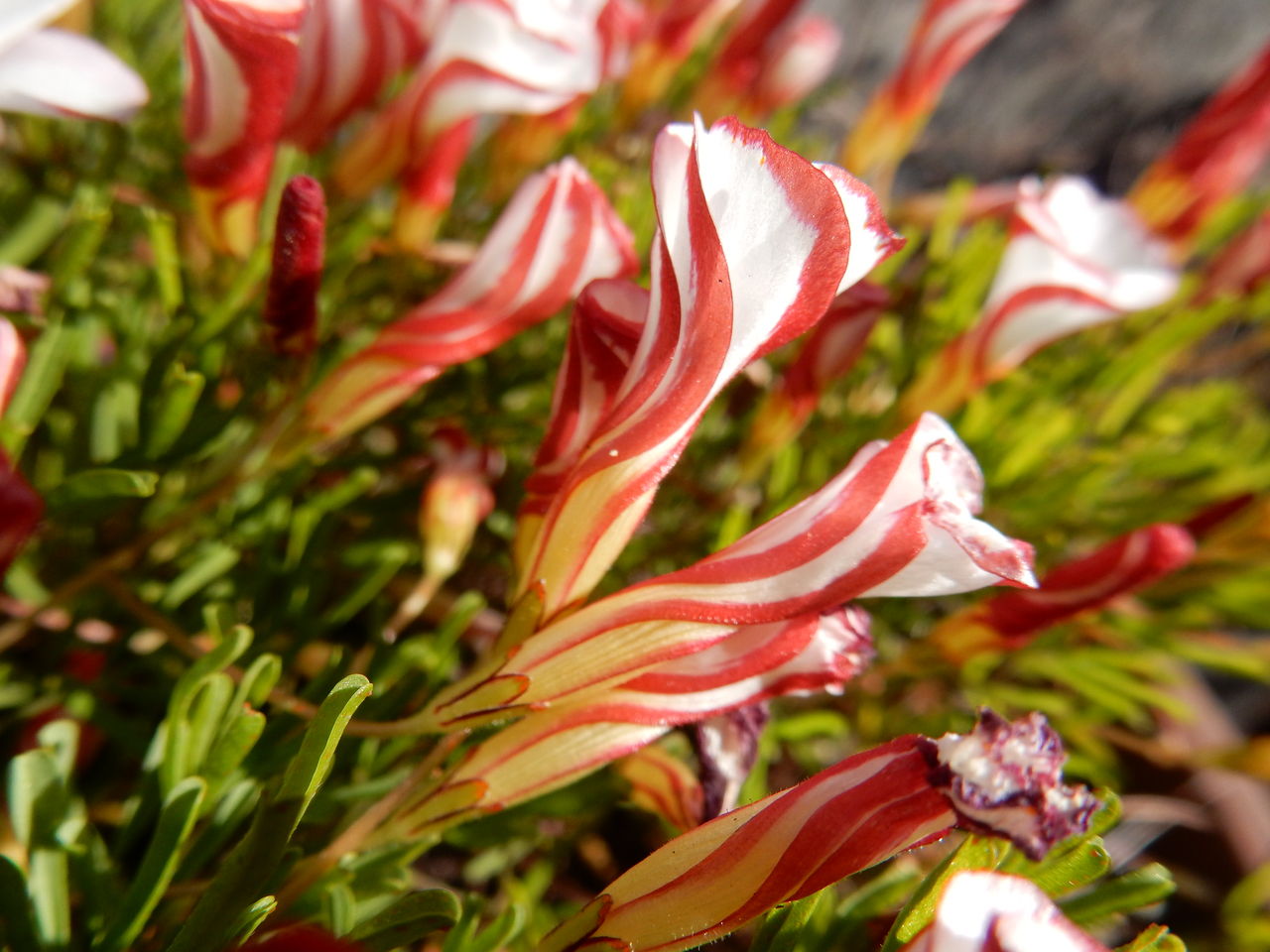 オキザリスパーシーカラーの蕾がいい 参ったひろしの花観察