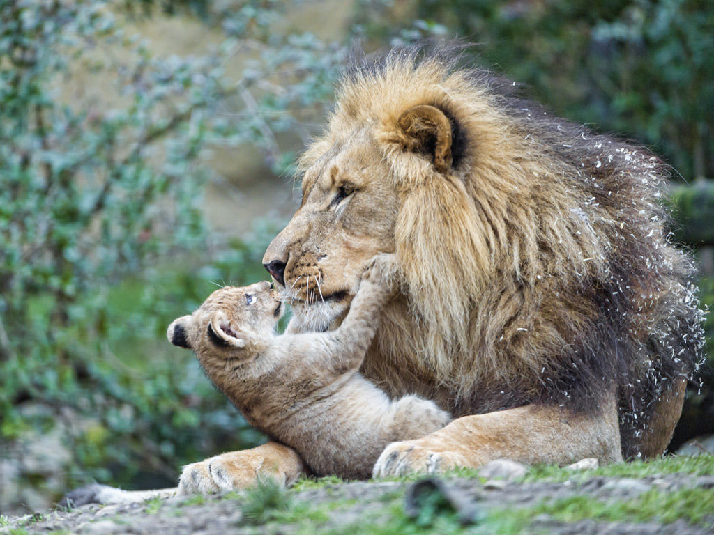 ライオンの親子 癒しの動物園