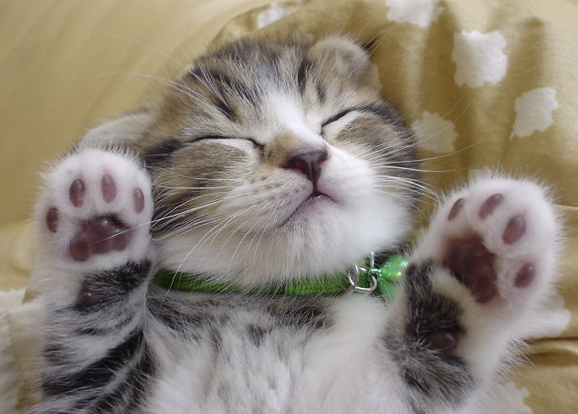 かわいいヌコちゃん かわいい猫の画像 ぬこ好きさんいらっしゃい