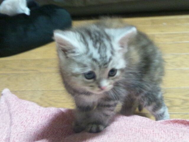 かわいい子猫ちゃん かわいい猫の画像 ぬこ好きさんいらっしゃい かわいい子猫ちゃん かわいい猫の画像 ぬこ好きさんいらっしゃい