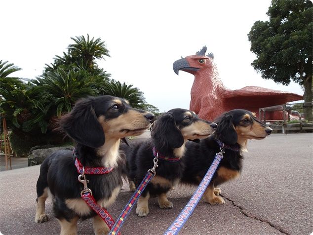 伊豆シャボテン公園の動物たちとワンズ ミニチュアダックスと遊ぼ Powered By ライブドアブログ 伊豆シャボテン公園の動物たちとワンズ ミニチュアダックスと遊ぼ Powered By ライブドアブログ