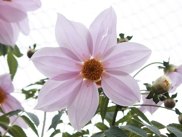 5a